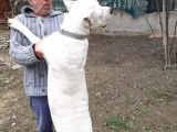 A Kalite Dogo Yavrularımız