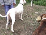 A Kalite Dogo Yavrularımız