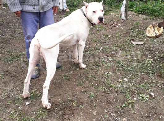 A Kalite Dogo Yavrularımız görsel