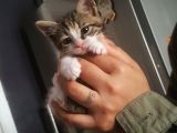Annesiz Yavru Kedi Yuva Arıyor