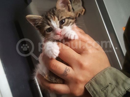 Annesiz Yavru Kedi Yuva Arıyor