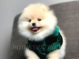 Irkının En İyisi Safkan Pomeranian Yavrularımız
