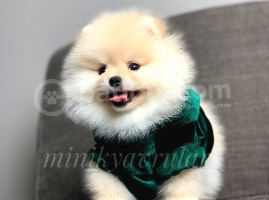 Irkının En İyisi Safkan Pomeranian Yavrularımız