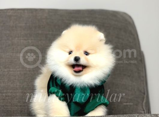 Irkının En İyisi Safkan Pomeranian Yavrularımız görsel