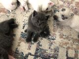 Dünya Tatlıları
