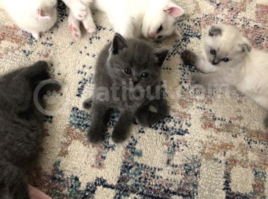 Dünya Tatlıları görsel