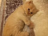 Güzeller Güzeli Yavrum