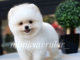 Ayı Surat Irkının En Ufağı Pomeranian Yavrumuz
