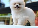 Ayı Surat Irkının En Ufağı Pomeranian Yavrumuz