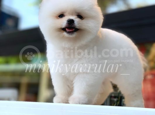 Ayı Surat Irkının En Ufağı Pomeranian Yavrumuz görsel