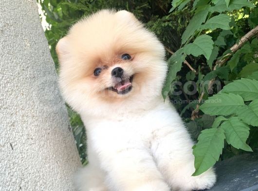 Safkan Pomeranian Arayanlara