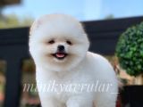 Ayı Surat Irkının En Ufağı Pomeranian Yavrumuz