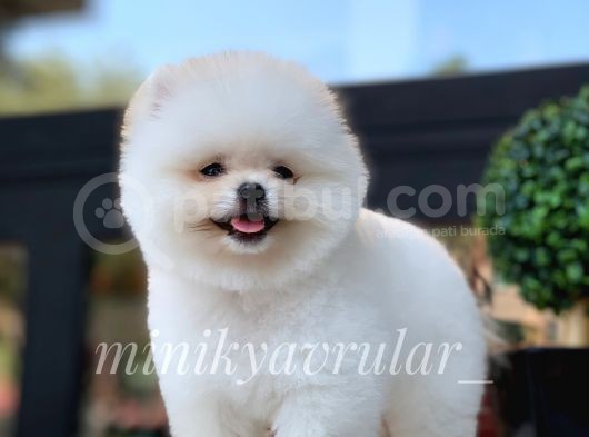 Ayı Surat Irkının En Ufağı Pomeranian Yavrumuz görsel
