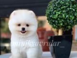 Ayı Surat Irkının En Ufağı Pomeranian Yavrumuz