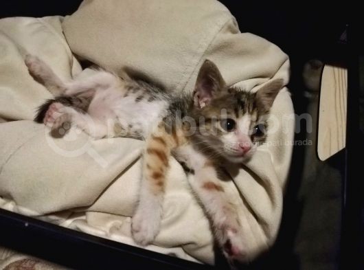 Annesiz Yavru Kedi Yuva Arıyor görsel