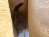 British Shorthair Dişi Bebeğim