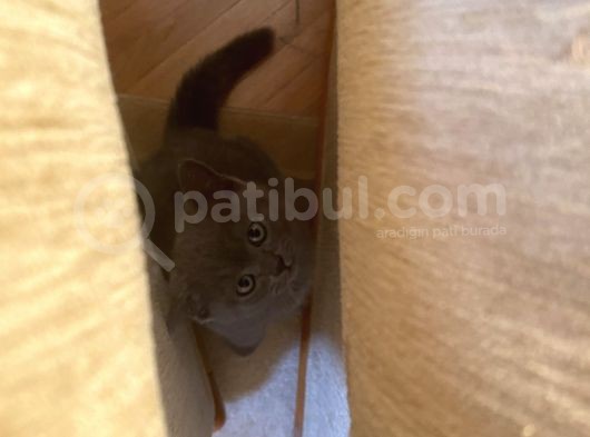 British Shorthair Dişi Bebeğim görsel