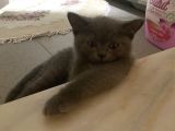 British Shorthair Dişi Bebeğim
