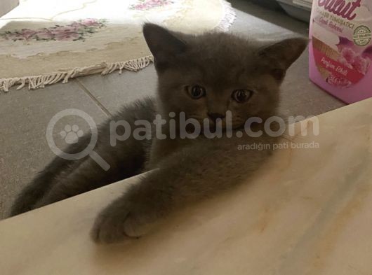 British Shorthair Dişi Bebeğim görsel