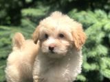 F2 Maltipoo Yavrumuz