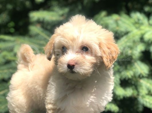 F2 Maltipoo Yavrumuz görsel