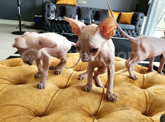 Tüysüz Safkan Sfenks Kedisi Yavruları görsel