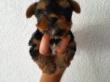 Ev Ortamında Dünyaya Gelen Kaliteli Yorkshire Terrier Yavrularımız