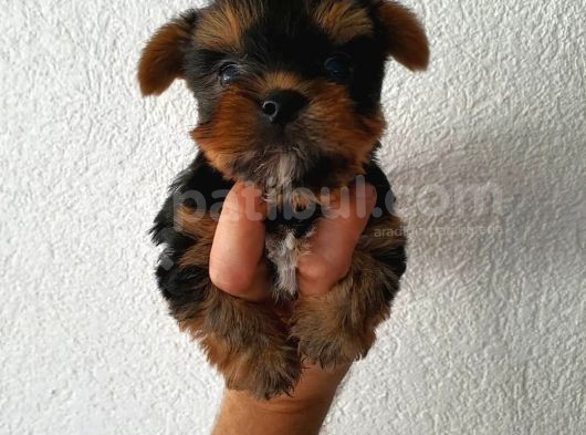 Ev Ortamında Dünyaya Gelen Kaliteli Yorkshire Terrier Yavrularımız görsel