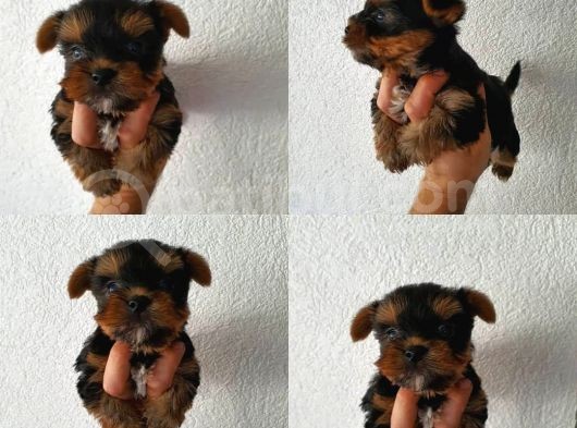 Ev Ortamında Dünyaya Gelen Kaliteli Yorkshire Terrier Yavrularımız görsel