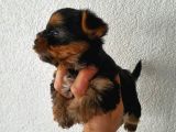 Ev Ortamında Dünyaya Gelen Kaliteli Yorkshire Terrier Yavrularımız