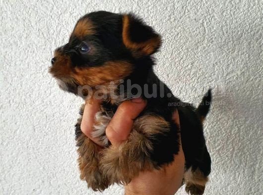 Ev Ortamında Dünyaya Gelen Kaliteli Yorkshire Terrier Yavrularımız görsel