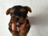 Ev Ortamında Dünyaya Gelen Kaliteli Yorkshire Terrier Yavrularımız