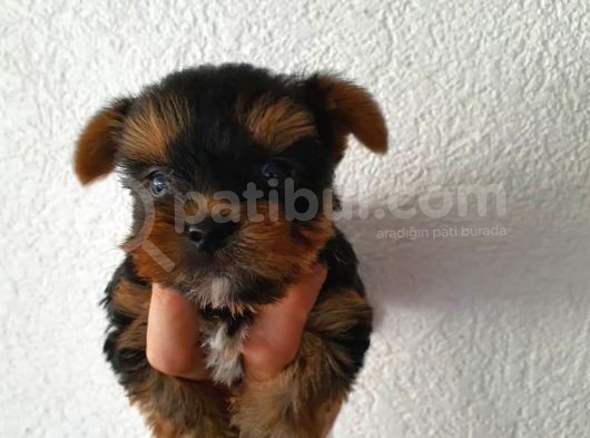 Ev Ortamında Dünyaya Gelen Kaliteli Yorkshire Terrier Yavrularımız görsel