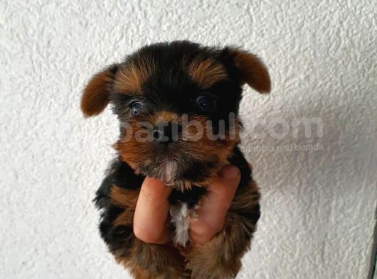 Ev Ortamında Dünyaya Gelen Kaliteli Yorkshire Terrier Yavrularımız