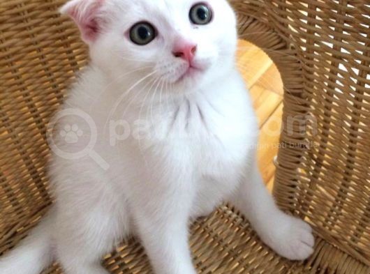 Çok Uyguna Eğik Kulak Beyaz Scottish Fold Yavrular görsel