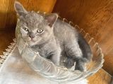 British Shorthair Dişi Bebeğim