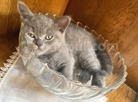 British Shorthair Dişi Bebeğim görsel