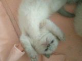 Blue Point Yavrular