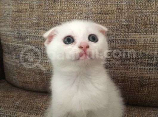 Çok Uyguna Eğik Kulak Beyaz Scottish Fold Yavrular görsel