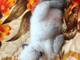 Scottish Fold Ve British Cinsi Mavi Gözlü Yavrularımız Rezerveye Müsaittir