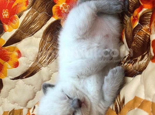 Scottish Fold Ve British Cinsi Mavi Gözlü Yavrularımız Rezerveye Müsaittir görsel