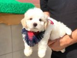 Tatlı Maltipoo