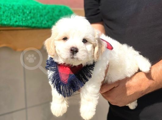 Tatlı Maltipoo