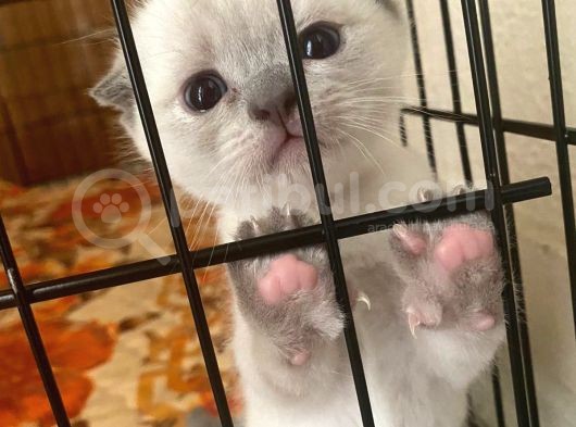 Scottish Fold Ve British Cinsi Mavi Gözlü Yavrularımız Rezerveye Müsaittir görsel