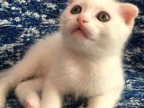 Çok Uyguna Eğik Kulak Beyaz Scottish Fold Yavrular