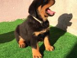 Dünya Şampiyonu Babadan Rottweiler Yavruları