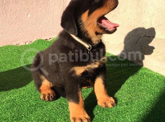 Dünya Şampiyonu Babadan Rottweiler Yavruları