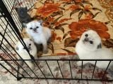 Scottish Fold Ve British Cinsi Mavi Gözlü Yavrularımız Rezerveye Müsaittir