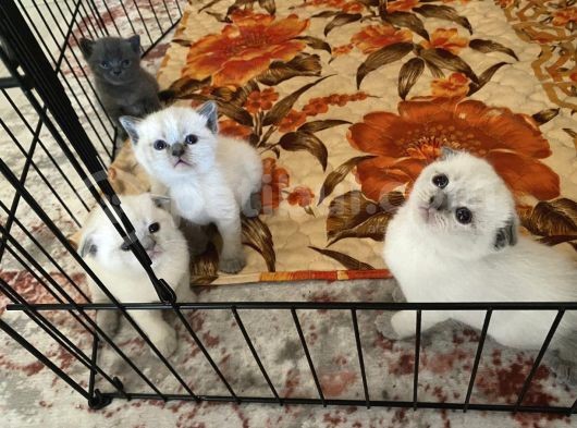 Scottish Fold Ve British Cinsi Mavi Gözlü Yavrularımız Rezerveye Müsaittir görsel
