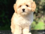 Apricot Maltipoo Yavrumuz
